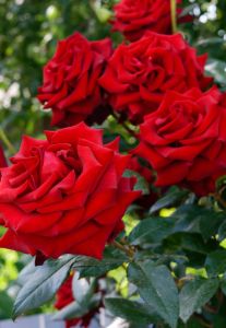 Harkness Roses