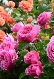 World of Roses 