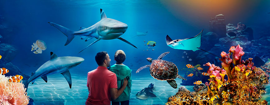 Sea Life Attractions