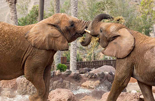 Oasis Park Fuerteventura