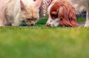 Animal Friends Insurance