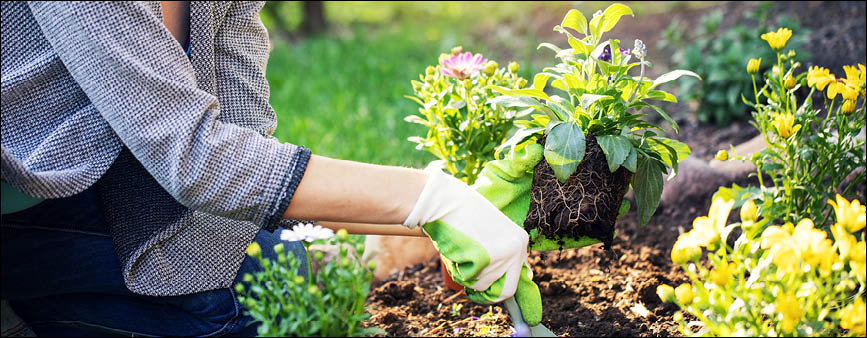 Gardening Direct