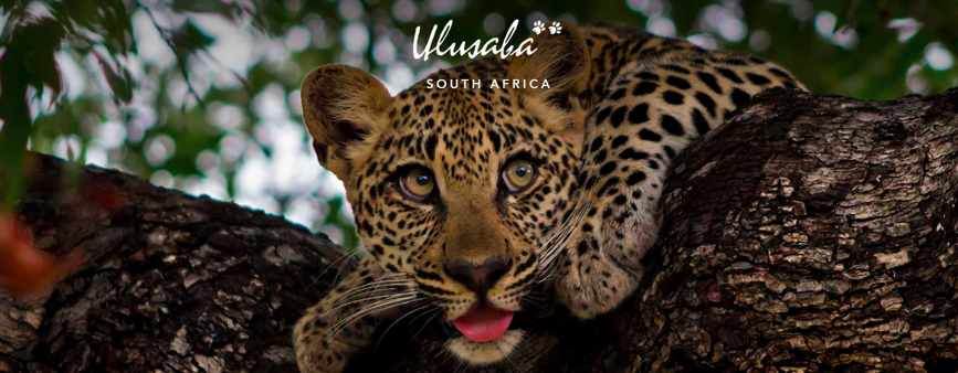 Ulusaba Private Game Reserve eGift