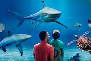 Sea Life Attractions