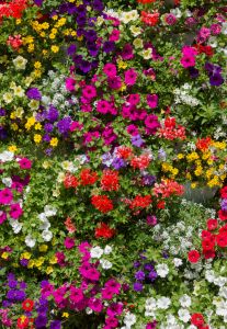 Gardening Direct